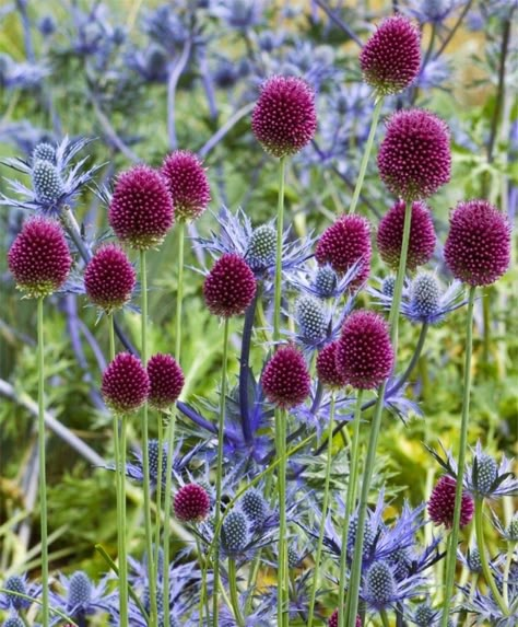 My Annual Reminder- Plant Drumstick Allium now Drumstick Allium, Allium Sphaerocephalon, Globe Thistle, Deer Resistant Flowers, Bulbous Plants, Planting Onions, Blue Plants, Have Inspiration, Plant Combinations