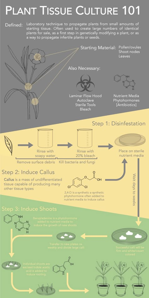 Plant Tissue Culture, Plant Biology, Laboratory Techniques, Digital Ecosystem, Study Science, Plant Physiology, Homeschool Nature Study, Plant Structure, Plant Study