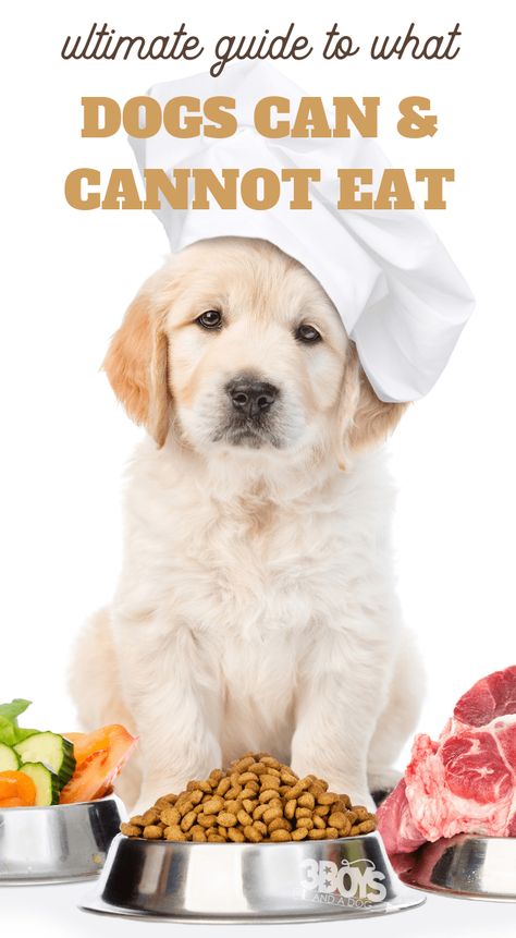 what human foods can my dog eat Purina Dog Food, Organic Dog Food, Organic Dog Treats, Turkey Dogs, Grain Free Dog Food, Dog Food Brands, Healthy Dog Food Recipes, Healthy Dog Treat Recipes, Human Food