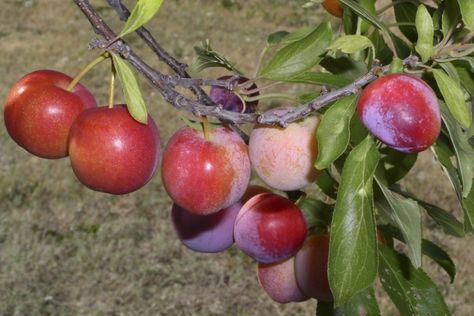 Plum Tree Care, Japanese Plum Tree, Plum Varieties, Prune Plum, Prune Fruit, Plum Trees, Pruning Fruit Trees, Japanese Plum, Tree Pruning