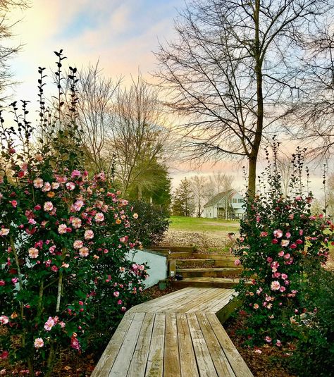 Bridge Garden, Fountain Garden, Pond Garden, Lost Garden, Manor Farm, Garden Deck, Beautiful Pink Flowers, Flowering Shrubs, Deck Garden