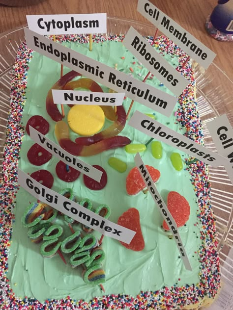 Plant cell cake Jello Plant Cell Project, Plant Cell Food Model, Plant Cell Cake With Candy, Cell Organelle Project, Organelle Project Ideas, Animal Cell Project Cake, Cell Project Cake, Edible Plant Cell Project Ideas, Edible Plant Cell Model