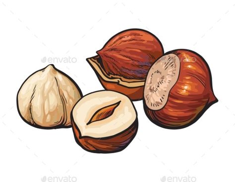 Hazelnuts Isolated on White Background Hazel Nut Drawing, Hazelnut Drawing, Hazelnut Illustration, Nuts Drawing, Nut Drawing, Nuts Illustration, Shell Sketch, White Background Drawing, Healthy Illustration