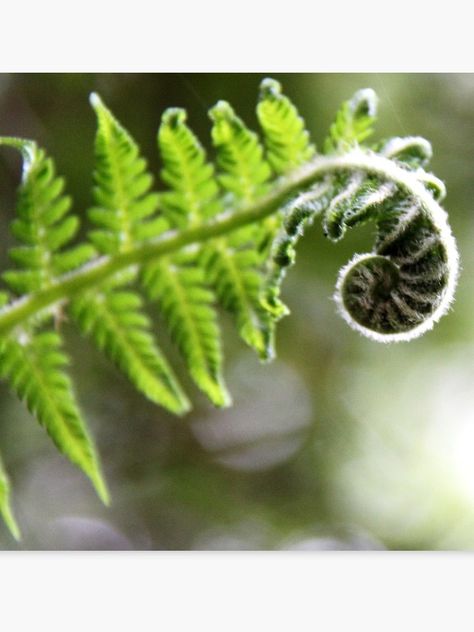 "Unfurled Frond-Tree Fern leaf unfurling" Canvas Print by RtImages | Redbubble Curled Fern Tattoo, Tree Fern Drawing, Fern Frond Tattoo, Unfurling Fern Tattoo, Unfurling Fern, Wrap Around Tattoo, Garden Mural, Tree Fern, Fern Frond