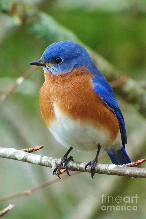 Bluebird On Branch Fine Art Print Paint Birds, American Birds, Joy Photography, Orange Bird, Blue Birds, Living Things, Backyard Birds, Bird Pictures, Exotic Birds