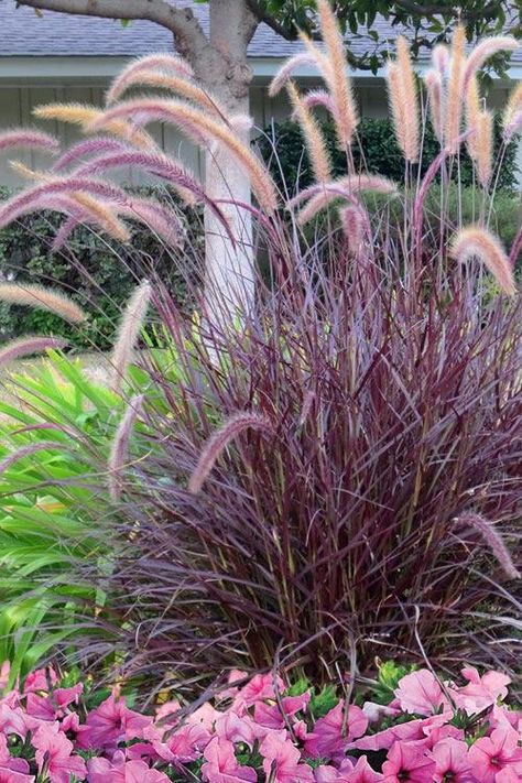 Pennisetum Rubrum, Ornamental Grasses For Shade, Ornamental Grass Landscape, Tall Ornamental Grasses, Shade Grass, Landscape Curbing, Privacy Plants, Perennial Grasses, Ornamental Grass