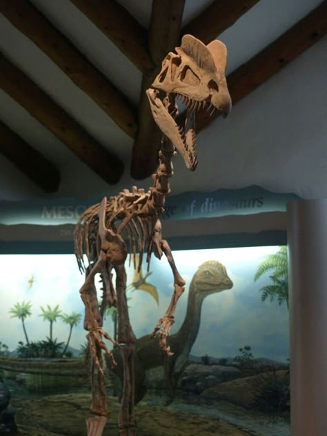 Dilophosaurus, Museum of Notrthern Arizona. Dinosaur Skeleton Museum, Dilophosaurus Skeleton, Prehistoric Animals Dinosaurs, Dinosaur Tattoos, Animal Skeletons, All Dinosaurs, Dinosaur Images, Fossil Bones, Dinosaur Skeleton