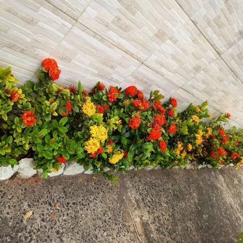 Ixora: aprenda a cultivar essa planta em casa e como usa-la na decoração Little Garden, Outdoor Gardens, Outdoor Living, Sweet Home, Outdoor Decor, Plants