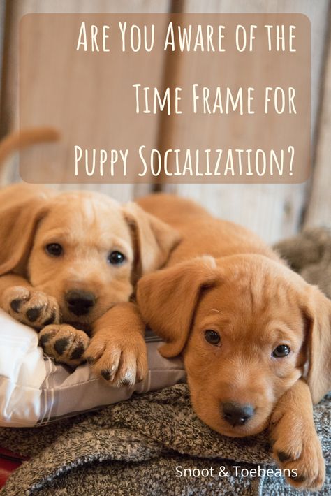 Introducing Puppy To Dog, Introducing A New Puppy To Your Dog, Puppy Socialization Checklist, Golden Retriever Puppy Training, Mean Dog, Puppy Culture, Puppy Announcement, Dog Trends, Puppy Socialization