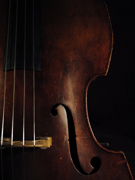 Violin Images, Instruments Photography, Violin Image, House Front Wall Design, Musician Portraits, Front Wall Design, Photography Classes, String Instruments, Sofa Design