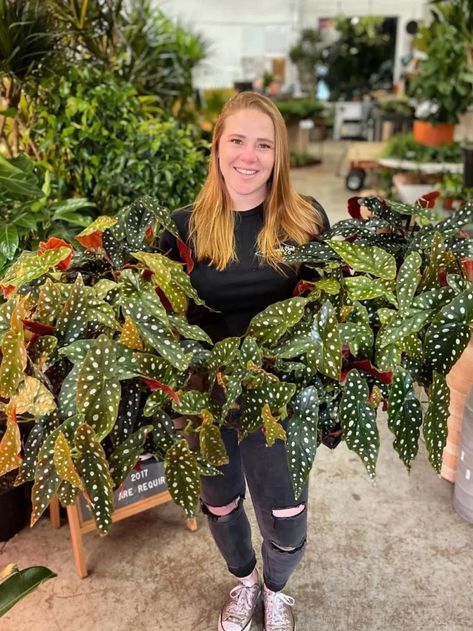 Angel Vine Plant, Spotted Begonia, Angel Wing Begonia Care, Angel Wing Begonia, Transplanting Plants, African Violet Care, Begonia Maculata, Overwintering, Silver Wings