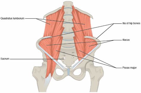 Your Quadratus Lumborum and Back Pain: What You Need to Know Quadratus Lumborum, Belly Breathing, Stretch Routine, Psoas Muscle, Muscle Anatomy, Back Injury, Back Pain Exercises, Lower Back Pain, Low Back Pain