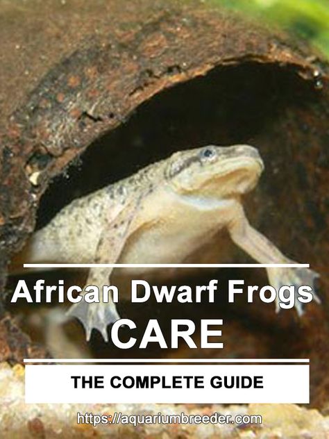 African Dwarf Frogs – Detailed Guide: Care, Diet, and Breeding African Frog Tank, Aquatic Frog Tank, Frog Aquarium Ideas, Aquaponic Aquarium, Aquatic Frogs, Frog Aquarium, African Frogs, Glofish Tank, Planted Betta Tank