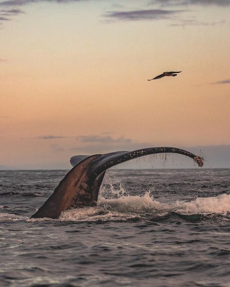 I had an awesome weekend of whale watching! We had lots of great whale and dolphin encounters. - Hope you all had a great weekend and an… Whale Watching Aesthetic, Aesthetic Whales, Dolphin Watching, Great Whale, Cape Of Good Hope, Alaska Trip, Blue Planet, Water Animals, Mermaid Dreams