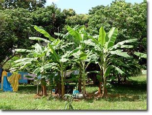 Banana Tree Landscape Around Pool, Banana Circle, Cold Hardy Banana Tree, Musa Banana Tree, Banana Circle Permaculture, Circular Bamboo Structure, Yoga Retreat Center, Food Forest Garden, Ecology Design