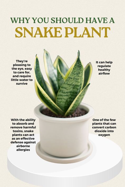 Inside House Plants, Snake Plant Decor, Snake Plant Indoor, Jade Plant Care, Potted Plants Patio, Snake Plant Care, Sansevieria Plant, Lucky Plant, Plant Benefits