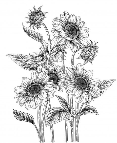 Discover thousands of Premium vectors available in AI and EPS formats Tattoos Of Sunflowers, Flower Illustration Drawing, Flower Ink Drawing, Drawing Sunflowers, Sunflower Drawings, Sunflower Sketch, Sunflower Sketches, Art Design Inspiration, Sunflower Illustration