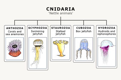 The five classes of cnidarians Jellyfish Facts, Sea Anemones, Field Journal, Cnidaria, Animal Classification, Ocean Activities, Biology Lessons, Biology Notes, Medical Anatomy