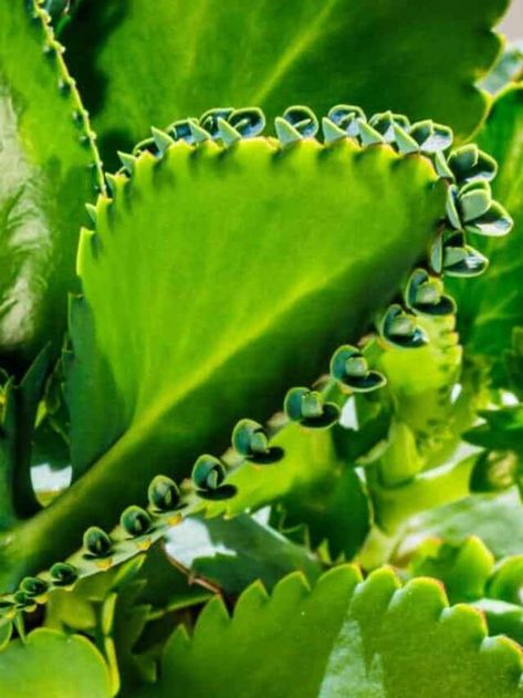 Mother Of Thousands Plant, Pearl Plant, Mother Of Thousands, Potting Soil, Garden And Yard, How To Grow, Plant Care, Mother Of Pearl, Succulent