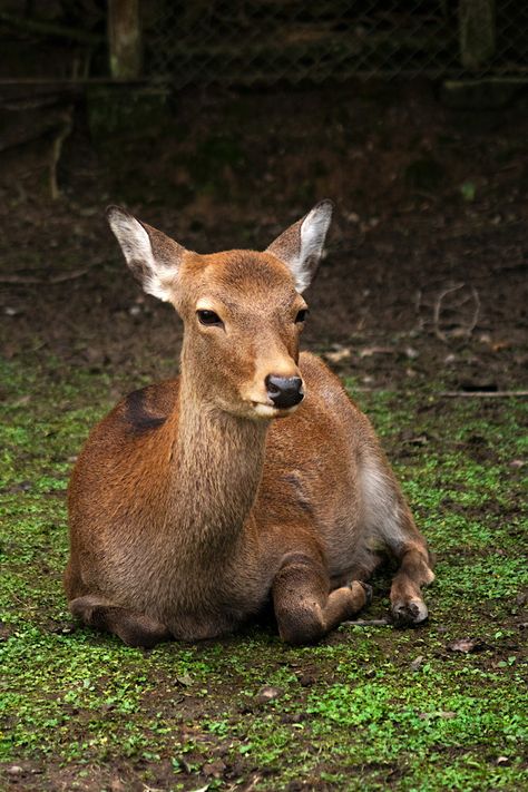 Lying On Ground, Deer Sitting, Ground Photo, Deer Pictures, Brown Deer, Animal Groups, Wild Creatures, Types Of Animals, Cute Animals Images