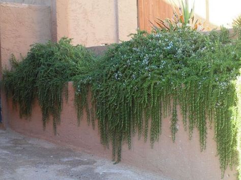 Trailing Rosemary, Full Sun Shrubs, Hanging Plants Diy, Rosemary Plant, Bulbs Indoor, Side Garden, Starter Plants, Drought Tolerant Plants, Evergreen Shrubs