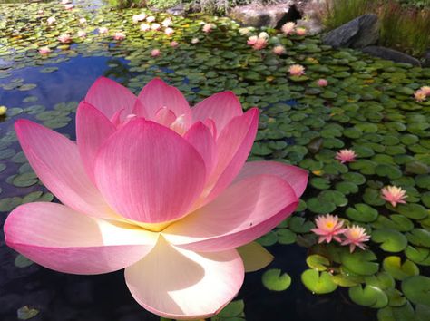 Pink Lotus in Sea of Waterlilies #waterlilies #lilies #gardening #watergarden #koipond Lotus Flower Meaning, Lotus Flower Wallpaper, Lotus Seeds, Lotus Flower Pictures, Lotus Plant, Nelumbo Nucifera, Lotus Flower Art, Lily Lotus, Lotus Art