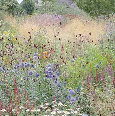 Naturalistic Garden, Prairie Planting, Dutch Gardens, Sacred Garden, Wild Flower Meadow, Meadow Garden, Dry Garden, Castle Garden, Garden Greenhouse