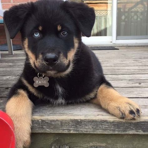 Rottweiler Husky Mix – Rottsky Amazing Puppies for you Rottsky Puppy, Rottweiler Husky Mix, Black Siberian Husky, Rottweiler Mix Puppies, Rottweiler Breeders, Siberian Husky Mix, German Shepherd Husky, Black Labrador Dog, Life Plans