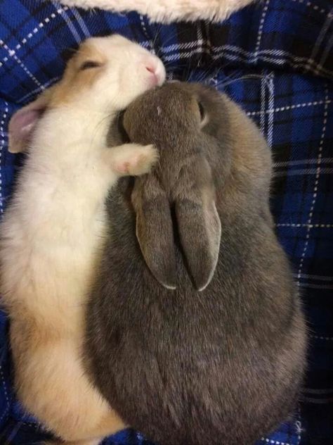 Bunnies Cuddling, Rabbits In Love, Bunny Couple, Two Bunnies, Cute Bunny Pictures, Bunny Pictures, Pet Bunny, Funny Bunnies