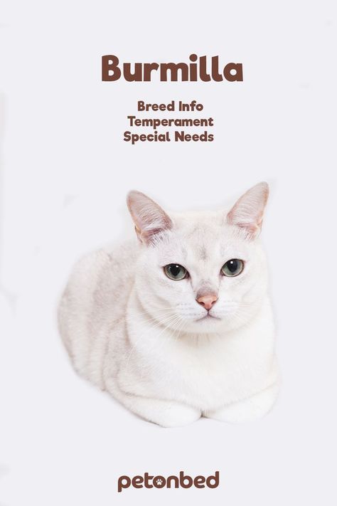 The Burmilla is an accidental cat breed comes from the U.K, and originated in 1981. Breeders bred the Chinchilla Persian cat breed with the Burmese cat breed. This is one of the newest cat breeds to join the CFA cat breed, yet this cat breed has been around for the past thirty years. #cat #breed #burmilla #petonbed Cute Cat Toys, Burmilla Cat, Chinchilla Persian, Burmilla, Burmese Cat, Cat Nutrition, Animal References, Cat Breed, Cats Breeds