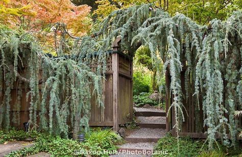 Conifer Landscaping, Weeping Evergreen, Weeping Blue Atlas Cedar, Stipa Gigantea, Cedar Trellis, Blue Atlas Cedar, Cedrus Atlantica, Weeping Trees, Atlas Cedar