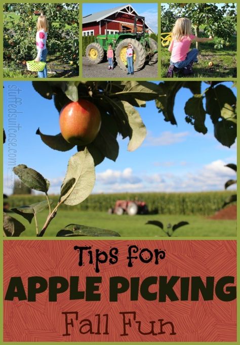 For many, fall also means the season of apples, and with that, apple picking! Here are some tips to help you make the most out your own apple picking trip. Apple Picking Fall, Farm Orchard, Cruise Packing List, Fall Family Fun, Cruise Packing, Apple Farm, Easy Fall Crafts, Fun Fall Activities, New England Travel