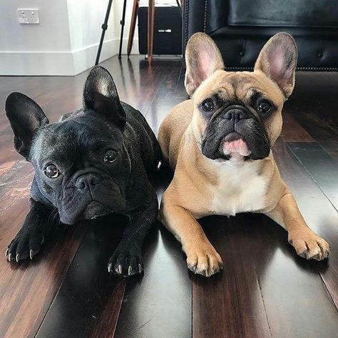 Bulldog Francese, Frenchie Bulldog, Frenchie Puppy, Cute French Bulldog, French Bulldog Puppy, French Bulldog Puppies, Cute Dogs And Puppies, Bulldog Puppies, Photo Images