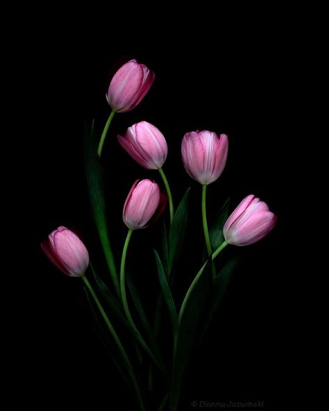 Tulips Open, Background Tulips, Dark Fine Art, Floral Art Prints, Flowers Black Background, Coral Charm Peony, Light Painting Photography, Dark Botanical, Tulip Festival