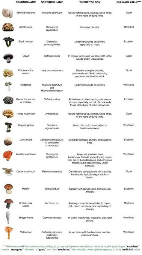 Guide To Mushrooms, Mushroom Hunting Tips, Wild Mushrooms Identification, Psycilobin Mushrooms, Edible Mushrooms Identification, Mushroom Identification Chart, Liberty Cap Mushroom, Edible Mushrooms Chart, Mushroom Planting