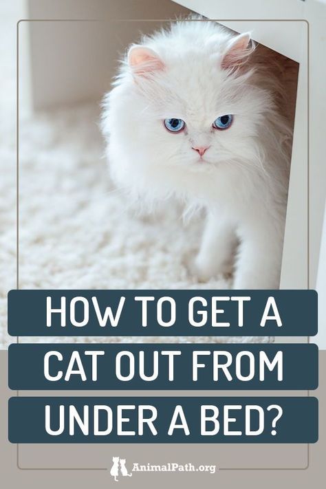 How do I get a cat out from under a bed? Cat Behavior Chart, Train A Cat, Cat Behavior Facts, Cat Behavior Problems, Kitten Training, Behavior Tips, Bad Cat, Behavior Chart, Cat Hacks