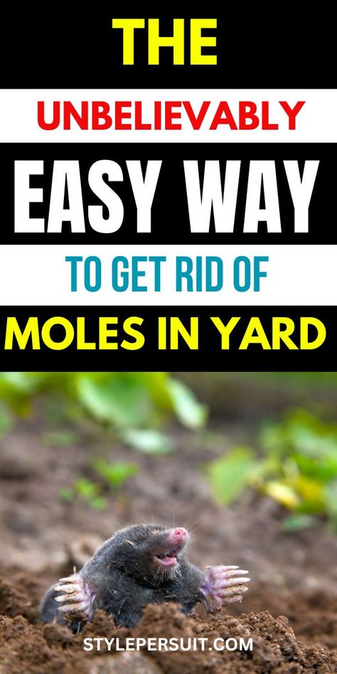 Moles can be a persistent nuisance in any yard, wreaking havoc on your carefully manicured lawn and garden beds. While these small creatures may seem harmless, their tunneling activities can damage roots, create unsightly mounds, and disrupt the overall aesthetics of your outdoor space. If you're tired of battling moles and want to reclaim your yard, here are some effective methods to get rid of them and keep them away for good. Get Rid Of Mice In Yard, Mole Repellent How To Get Rid, How To Get Rid Of Moles, Voles In Yard Get Rid Of, Moles In Yard Get Rid Of, Getting Rid Of Moles In Yard, Mole Deterrent, How To Get Rid Of Moles In Yard, How To Get Rid Of Moles And Voles In Yard