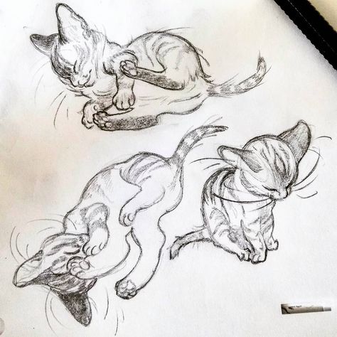 Des chatons!  #cat #kitten #drawing #sketch #pencilsketch #art #artwork #traditionalart #traditionaldrawing Kitten Drawing, Kitten Art, Swag Art, Creature Concept Art, July 16, Art Poses, Drawing Sketch, Cat Drawing, Funky Art