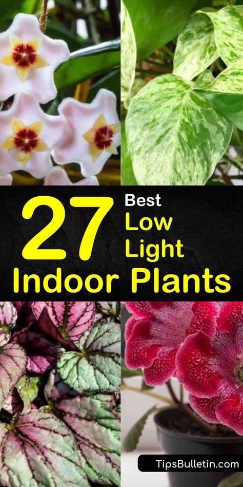 Lowlight Plants, Low Light House Plants, Indoor Plants Low Light, Peacock Plant, Houseplants Low Light, Low Light Indoor Plants, Container Planting, Arrowhead Plant, Plant Tips