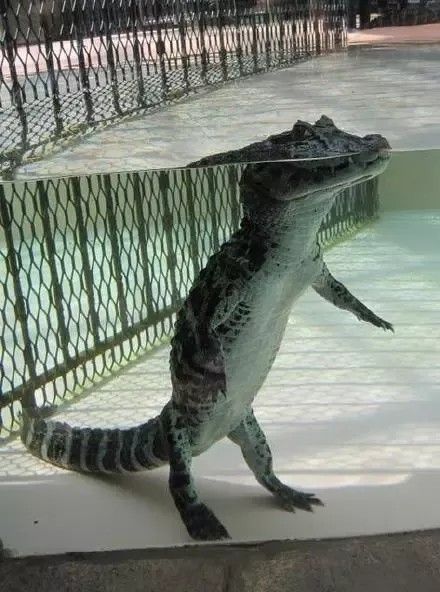 Do Crocs stand in water?  Click for answer. Crocodile Facts, Crocodile Pictures, Cute Reptiles, Crocodiles, Reptiles And Amphibians, Funny Animal Memes, Animals Images, Amphibians, 귀여운 동물