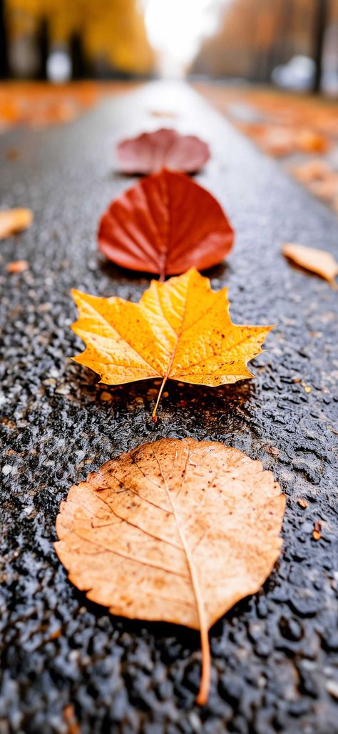 100+ Fall Leaves Wallpaper for iPhone for Subtle Seasonal Charm Fall Leaves Wallpaper, Fall Wonderland, Digital Clutter, Autumn Leaves Wallpaper, Autumn Tones, Autumn Ideas, Leaves Wallpaper, Photo Album Quote, Wallpaper For Iphone