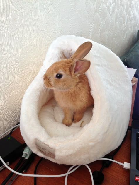 Bunny Supplies, Bunny Cage, Bunny Beds, Pet Rabbit Care, Daily Bunny, Bunny Room, Rabbit Bedding, Pet Bunny Rabbits, Indoor Rabbit