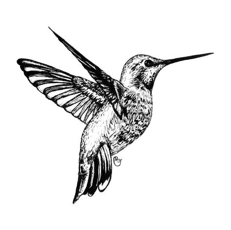 Hummingbird Cartoon, Hummingbird Coloring Pages, Hummingbird Images, Hummingbird Art Drawing, Hummingbird Drawing, Stippling Art, Jessica Williams, Hummingbird Art, Hummingbird Tattoo