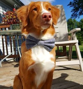 Tollers are known for their stunning reddish-orange coat and their white markings. | 17 Photos That'll Make You Want To Adopt A Nova Scotia Duck Tolling... Novia Scotia Duck Tolling Retriever, Animal Backgrounds, Canadian Dog, Service Dogs Breeds, Duck Toller, Orange Dog, Nova Scotia Duck Tolling Retriever, Orange Coat, Aggressive Dog