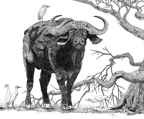 King of the Cape-Buffalo Drawing  - King of the Cape-Buffalo Fine Art Print Buffalo Drawing, Gujarati Photo, Cape Buffalo, African Buffalo, Ballpoint Pen Art, Sculpture Projects, Sharpie Art, Cow Painting, Africa Art