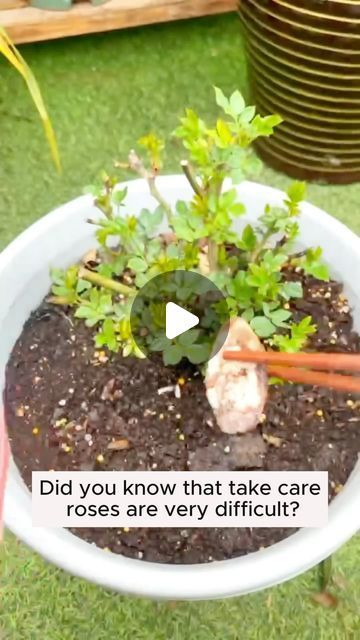 My Garden Ideas on Instagram: "rose care tips #gardening #garden #gardeningtips #gardenlife #gardeninspiration #gardenideas #gardenlove #gardendesign #gardenersofinstagram #gardenersworld #garden_styles #gardenphotography #gardenlovers #gardenerslife #gardenart #gardenbeauty #gardensofinstagram #gardenplants #gardenviews #gardenersparadise #gardenista #gardeningcommunity #gardenloversclub #gardenaddict #gardeners #gardenerslife" Plant Food Diy, Knockout Roses, Garden Hacks, Rose Care, Gardening Diy, Diy Gardening, Food Diy, Plants Garden, Organic Gardening Tips