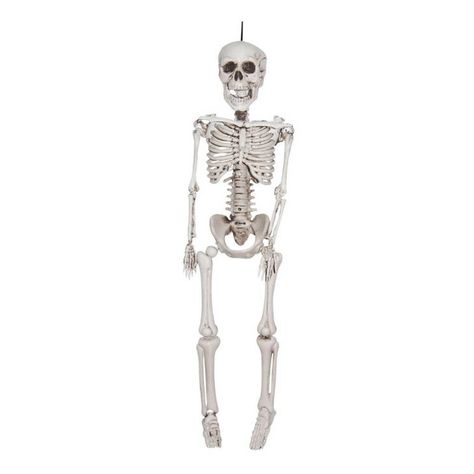 41 Cool Halloween Products at Target — All For Under $20! Realistic Skeleton, Life Size Skeleton, Hanging Skeleton, Halloween Skeleton Decorations, Plastic Skeleton, Skeleton Model, Halloween Party Props, Skeleton Decorations, Human Skeleton