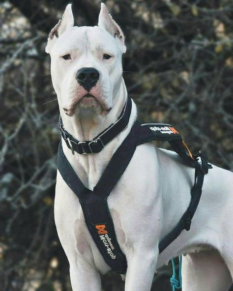 Dogo Argentino Dog ! A Strong, Fearless & Powerful Dog | Argentino Dog | Argentenian Mastiff The Dogo Argentino, sometimes called the Argentinian Mastiff or the Argentine Dogo, is a strong, athletic, and loyal breed. They can be both fierce hunters and gentle protectors of their humans. They have a high prey drive, a strong will, and, at times, a distrust of strangers and other animals, all of which require an experienced dog owner to handle the breed. Dog Argentino, Dogo Argentino Dog, Nanny Dog, All Breeds Of Dogs, Cane Corso Dog, Puppy Images, Dog Training Advice, Purebred Dogs, Mixed Breed Dogs