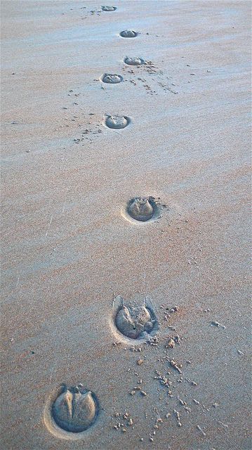 Hoof Prints In The Sand Flickr Photo Sharing Hoof Print Tattoo, Horse Hoof Print, The Scorpio Races, Horse Hoof, Footprints In The Sand, Hoof Print, Geometric Shapes Art, Horse Tattoo, Horse Print