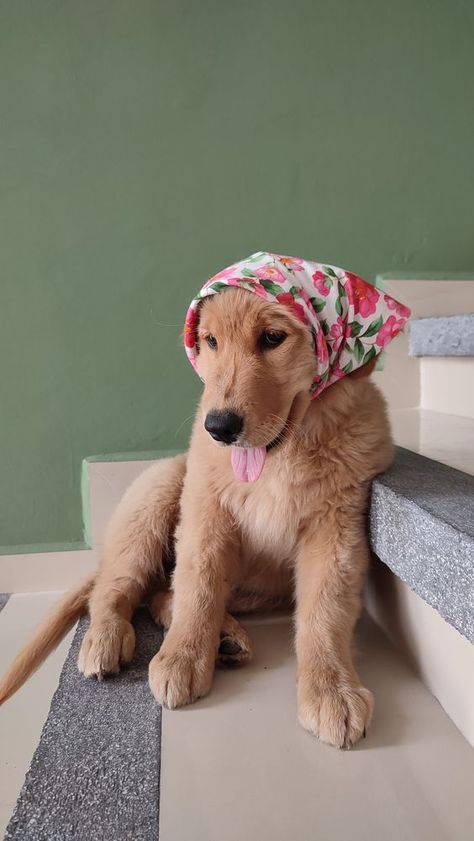 Golden Retriever Outfits, Golden Retriever Outfit, Cute Dog Photos, Very Cute Dogs, Silly Dogs, Fluffy Animals, Golden Retrievers, Cute Little Animals, Your Pet